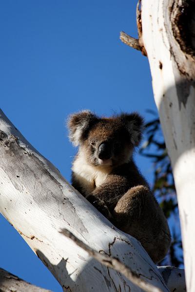 2007 05 08 Kangaroo Island 075_DXO.jpg